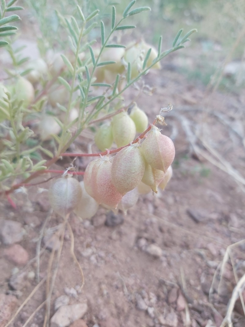 Halfmoon Milkvetch photo 2