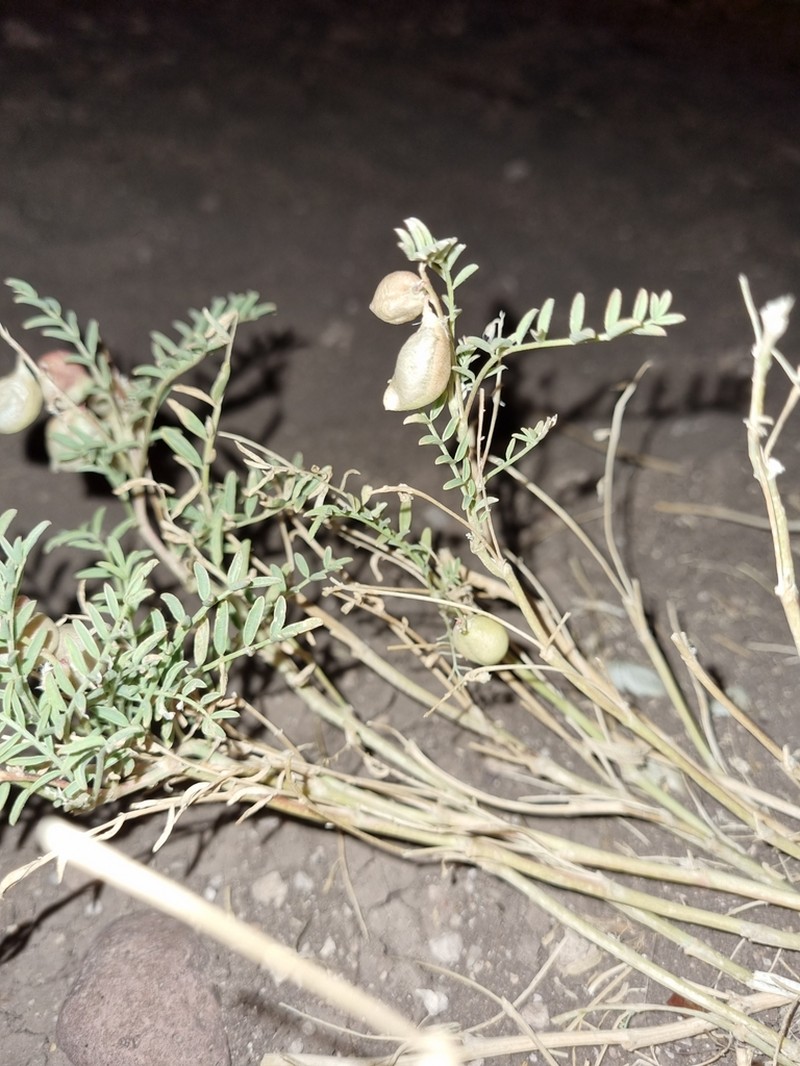 Halfmoon Milkvetch photo 3