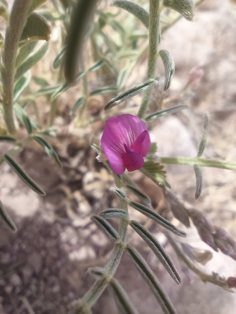 Halfmoon Milkvetch photo 4