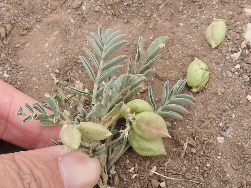 Halfmoon Milkvetch photo 5