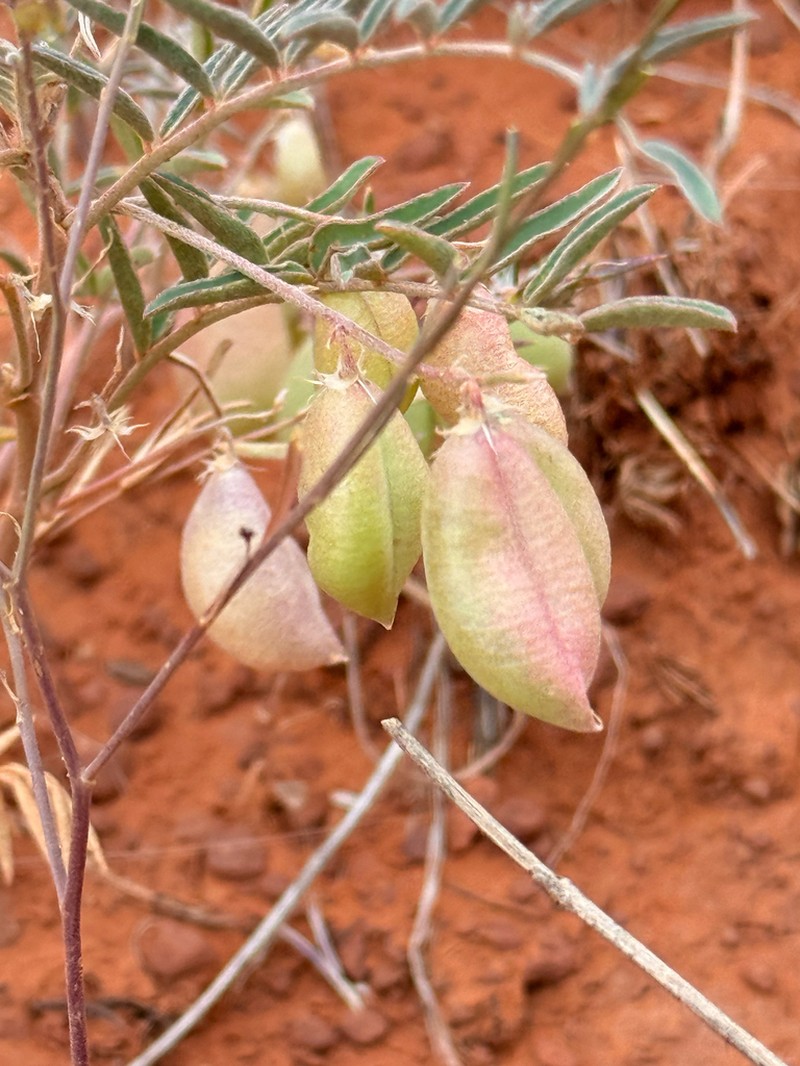 Halfmoon Milkvetch photo 7