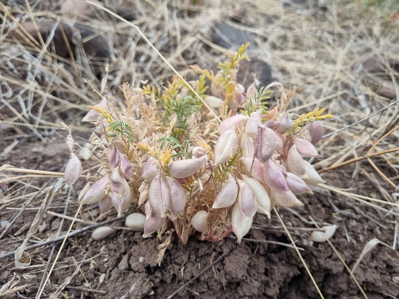 Halfmoon Milkvetch photo 8