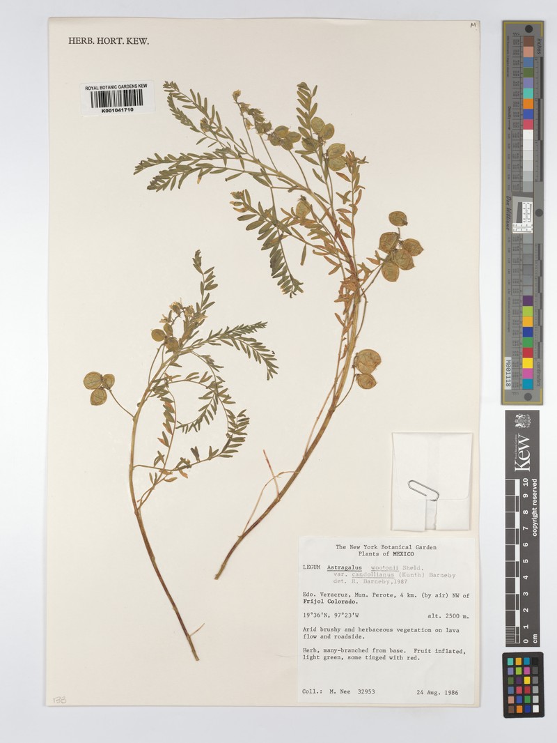 Astragalus wootonii var. candolleanus