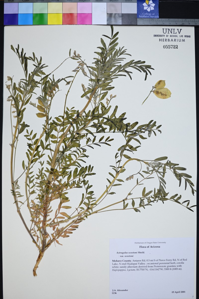 Astragalus wootonii var. wootonii