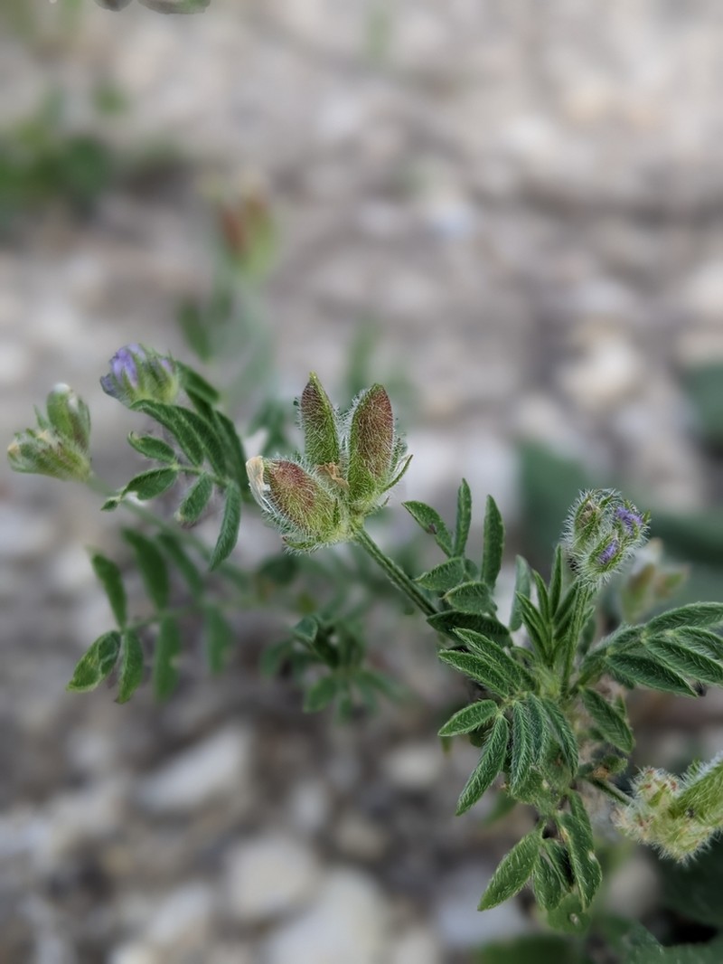 Wright's Milkvetch