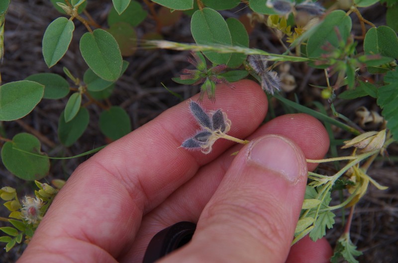 Wright's Milkvetch photo 2