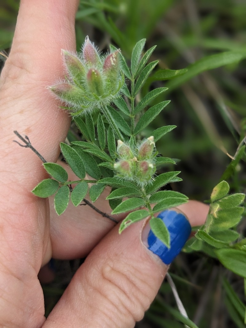 Wright's Milkvetch photo 3