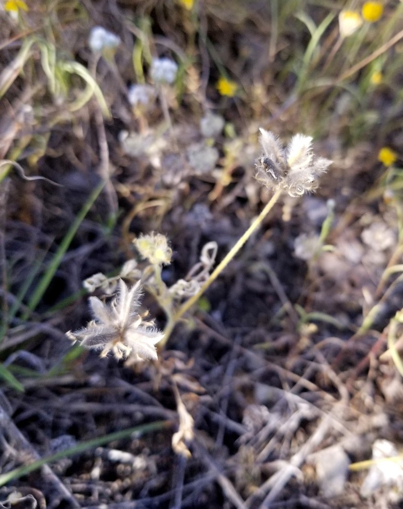 Wright's Milkvetch photo 4