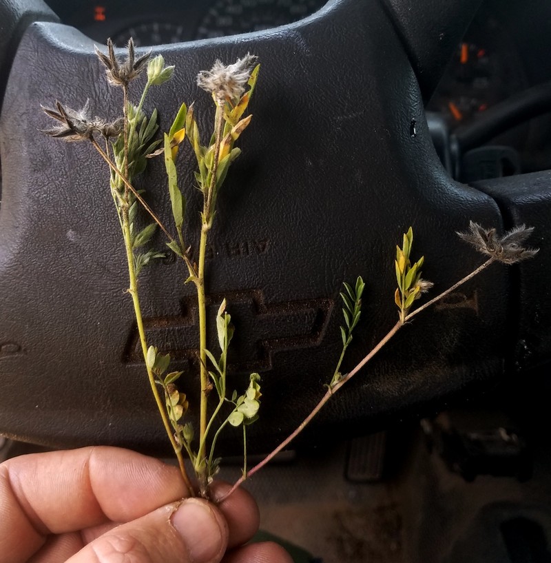 Wright's Milkvetch photo 5