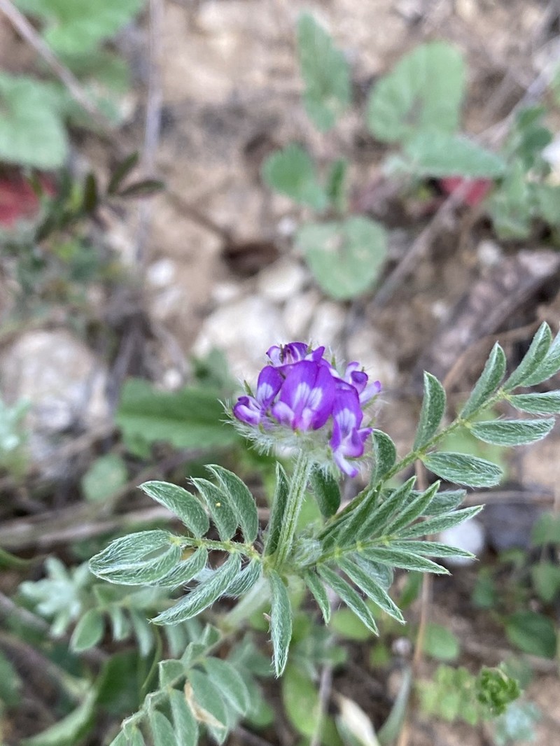 Wright's Milkvetch photo 6