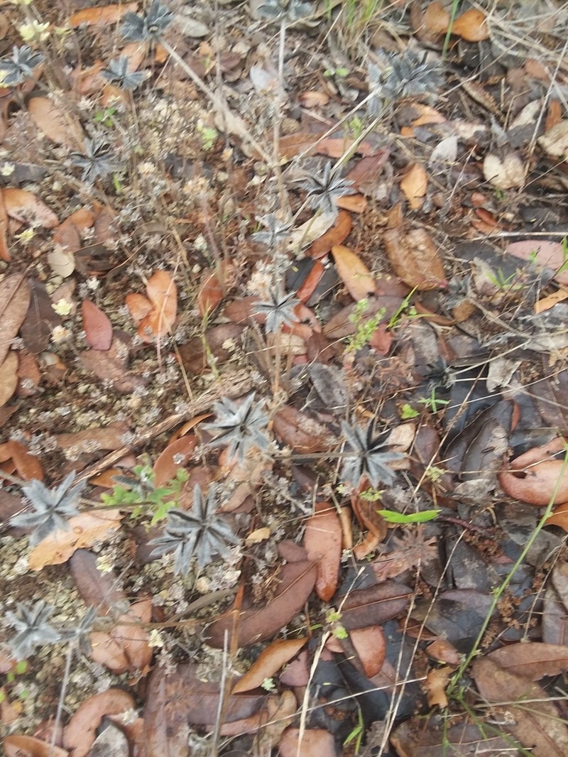 Wright's Milkvetch photo 7