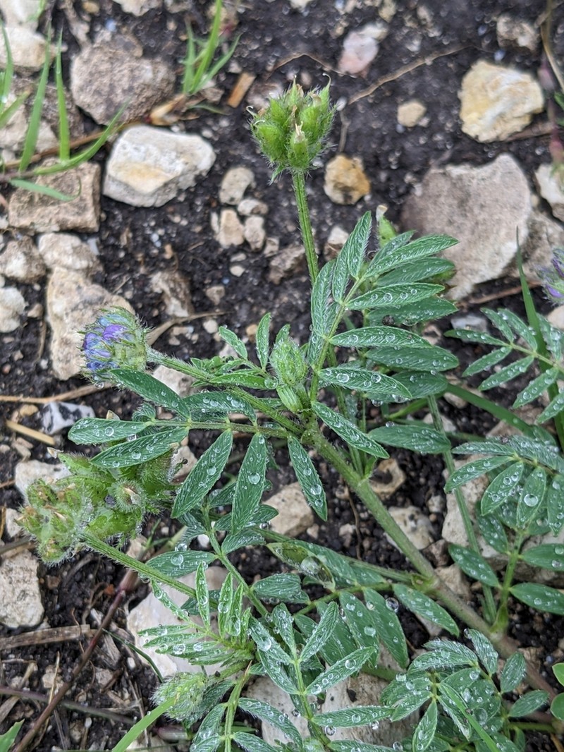 Wright's Milkvetch photo 8