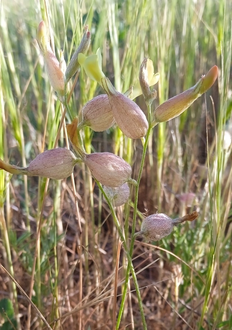 Astragalus xanthomeloides