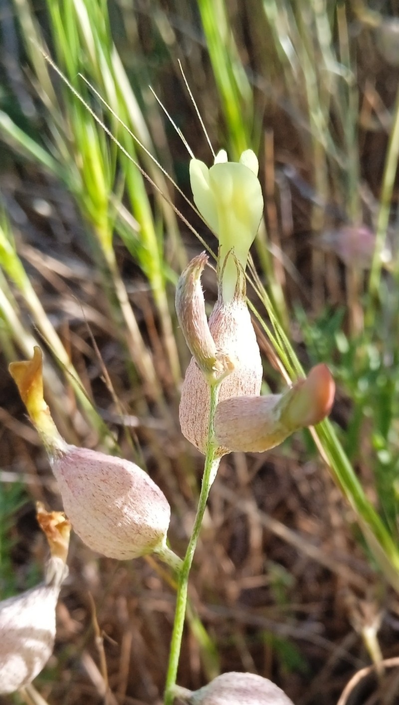 Astragalus xanthomeloides photo 2