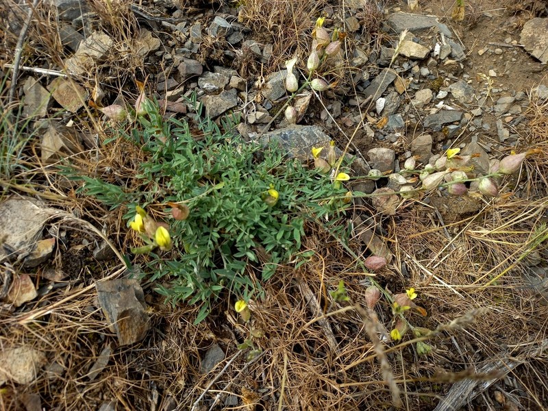 Astragalus xanthomeloides photo 3