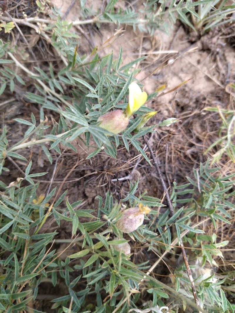 Astragalus xanthomeloides photo 4