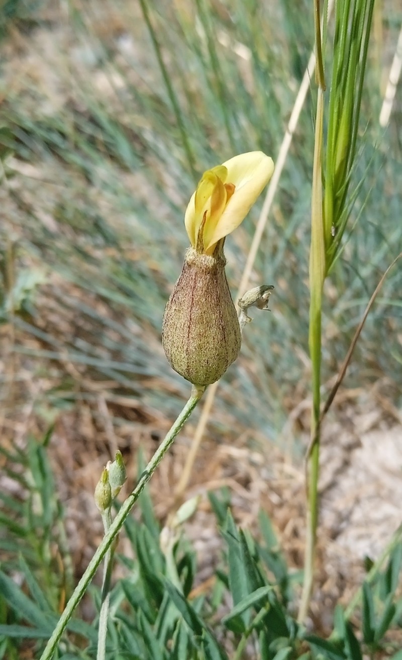 Astragalus xanthomeloides photo 5