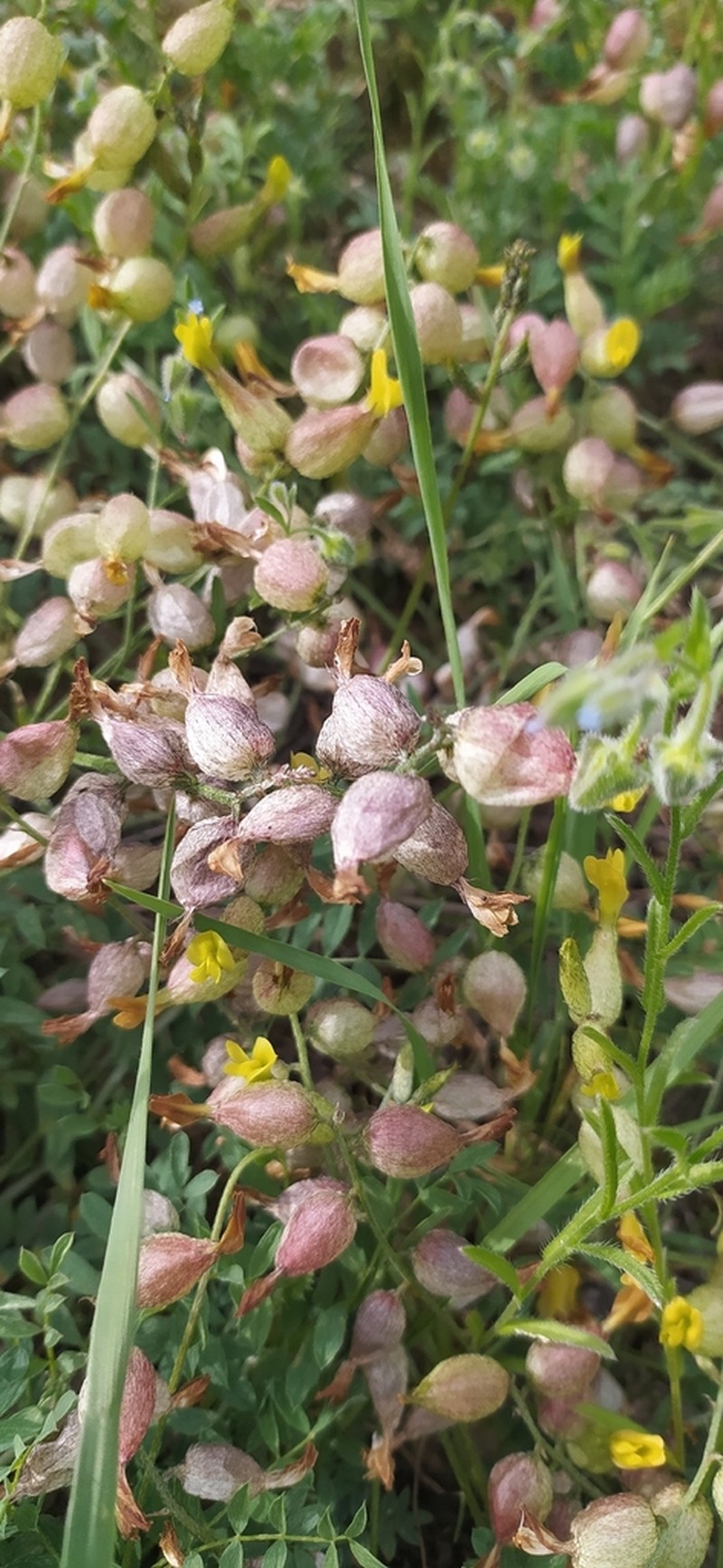 Astragalus xanthomeloides photo 6
