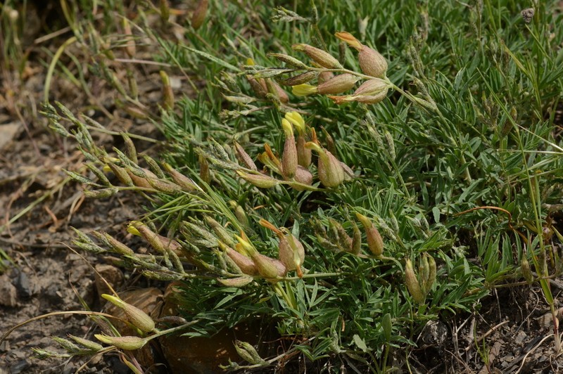 Astragalus xanthomeloides photo 7