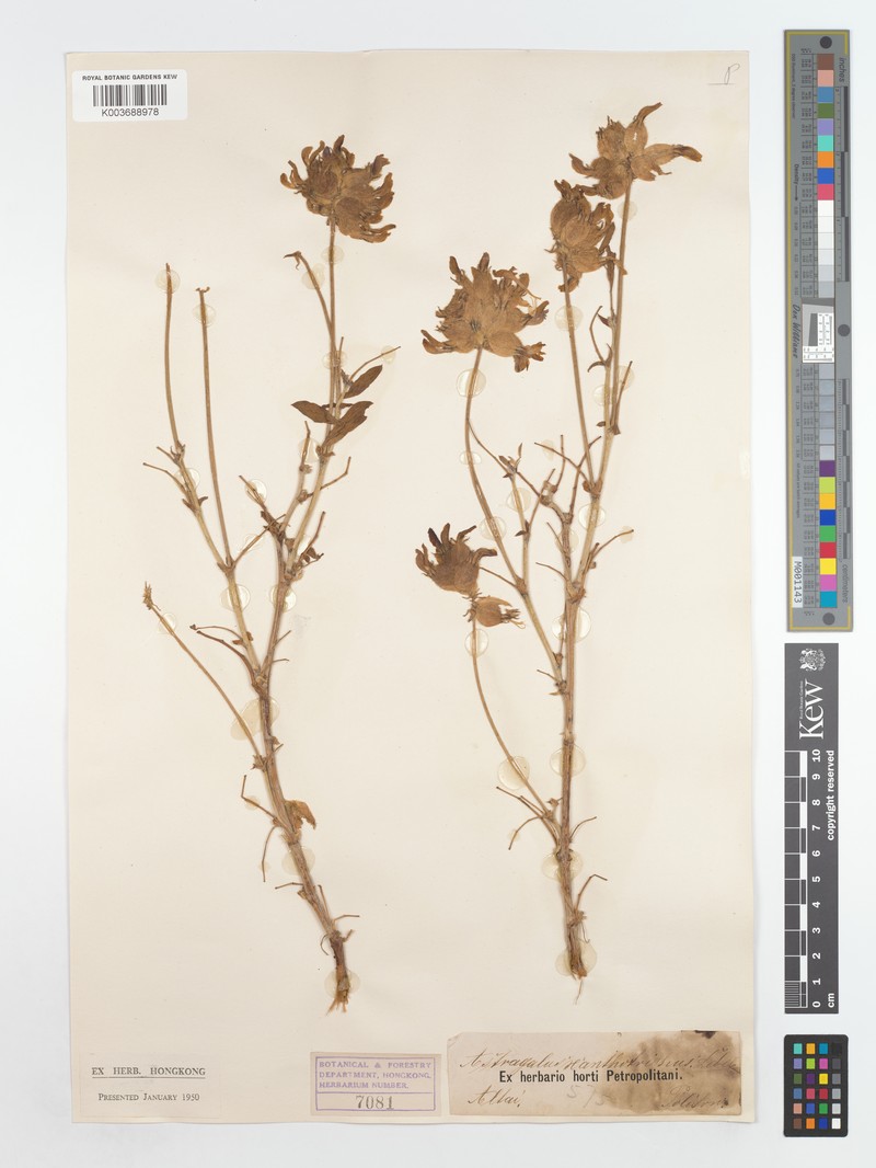 Astragalus xanthotrichos