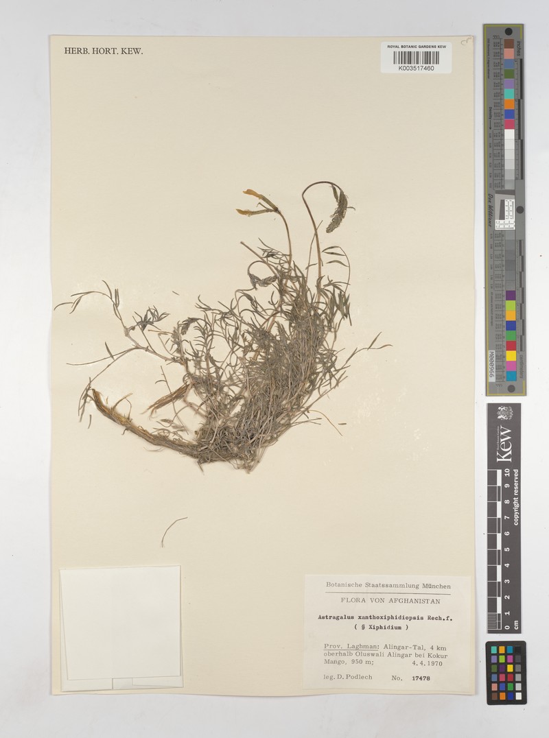 Astragalus xanthoxiphidiopsis