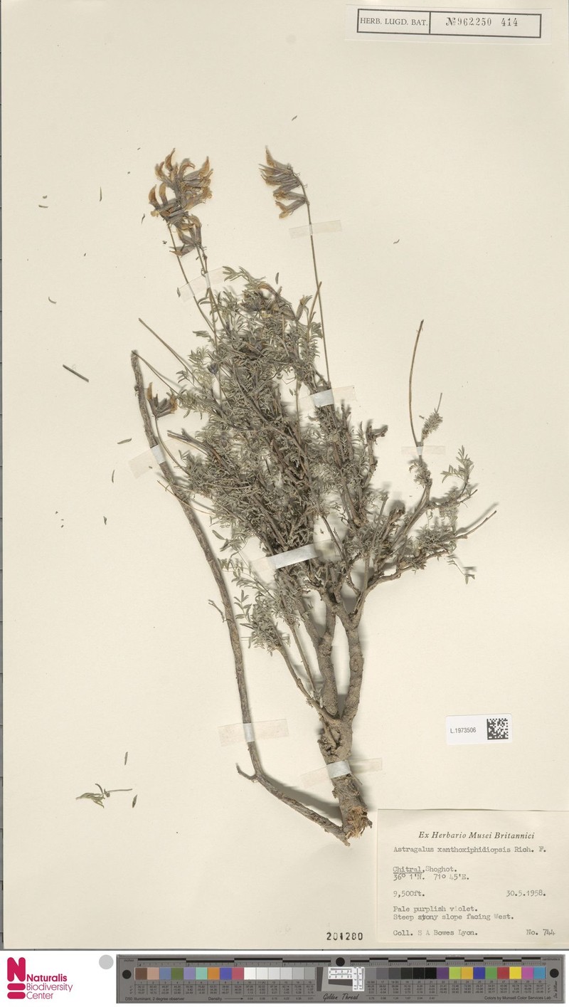 Astragalus xanthoxiphidiopsis photo 2