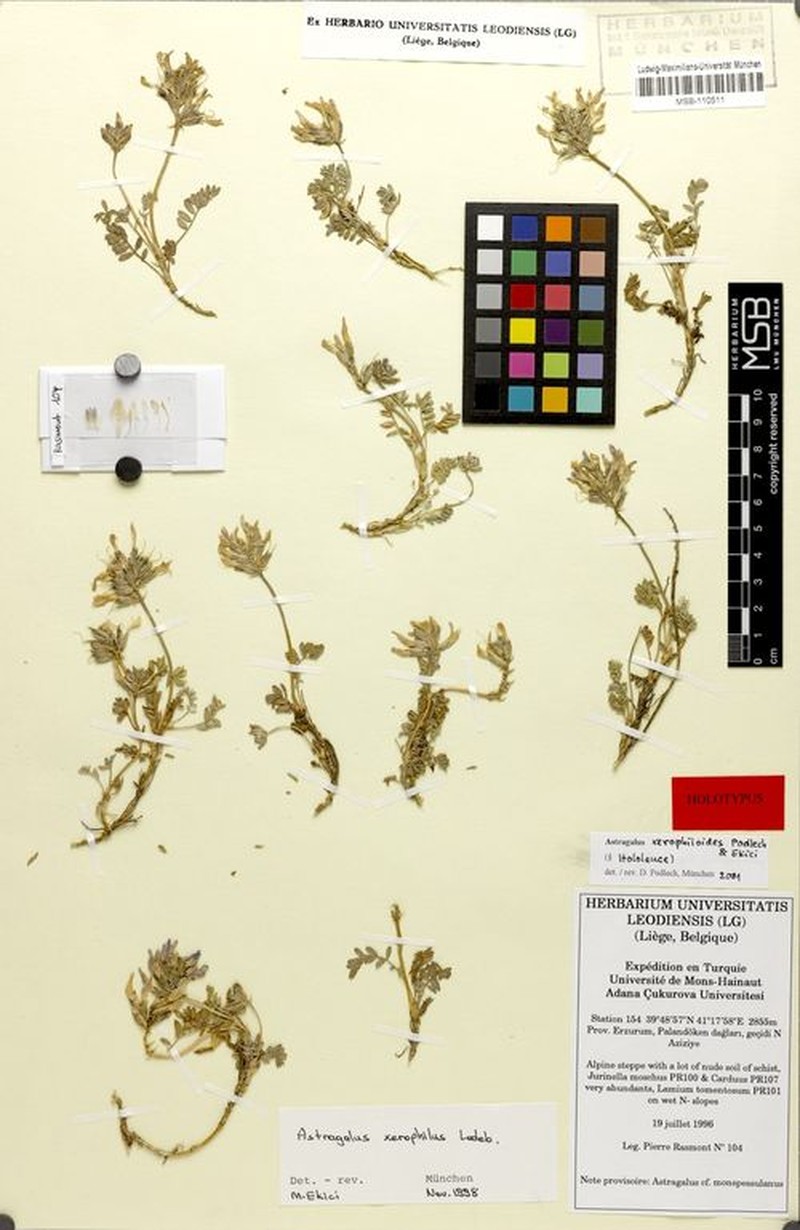 Astragalus xerophiloides