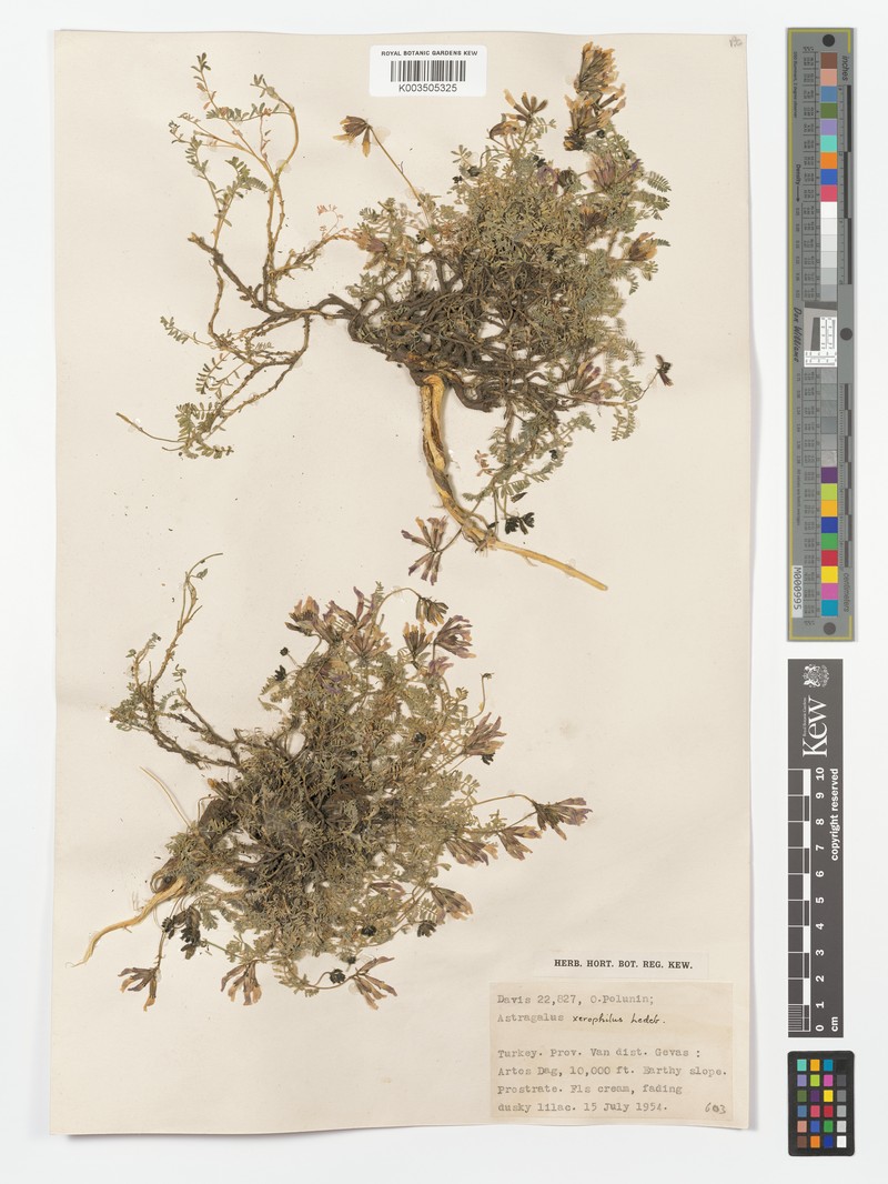 Astragalus xerophilus