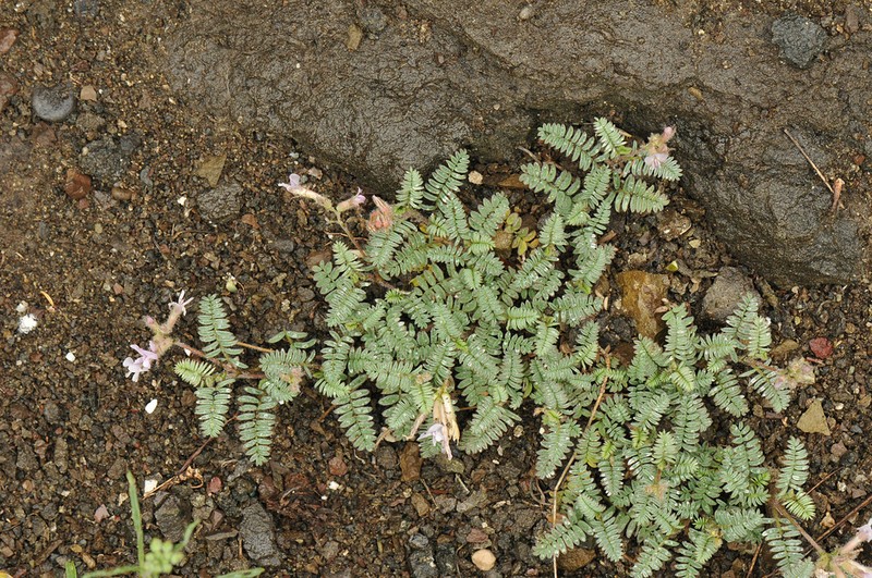 Astragalus xerophilus photo 2