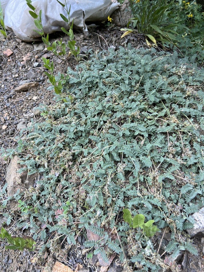 Astragalus xerophilus photo 3