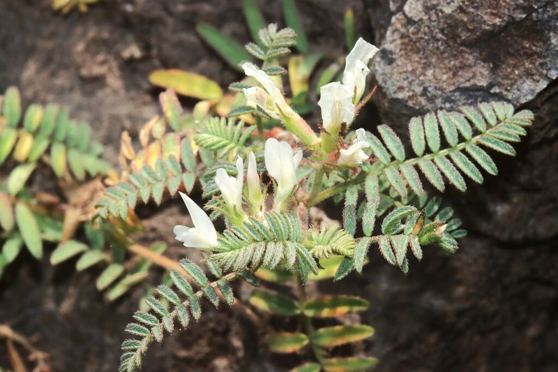 Astragalus xerophilus photo 4