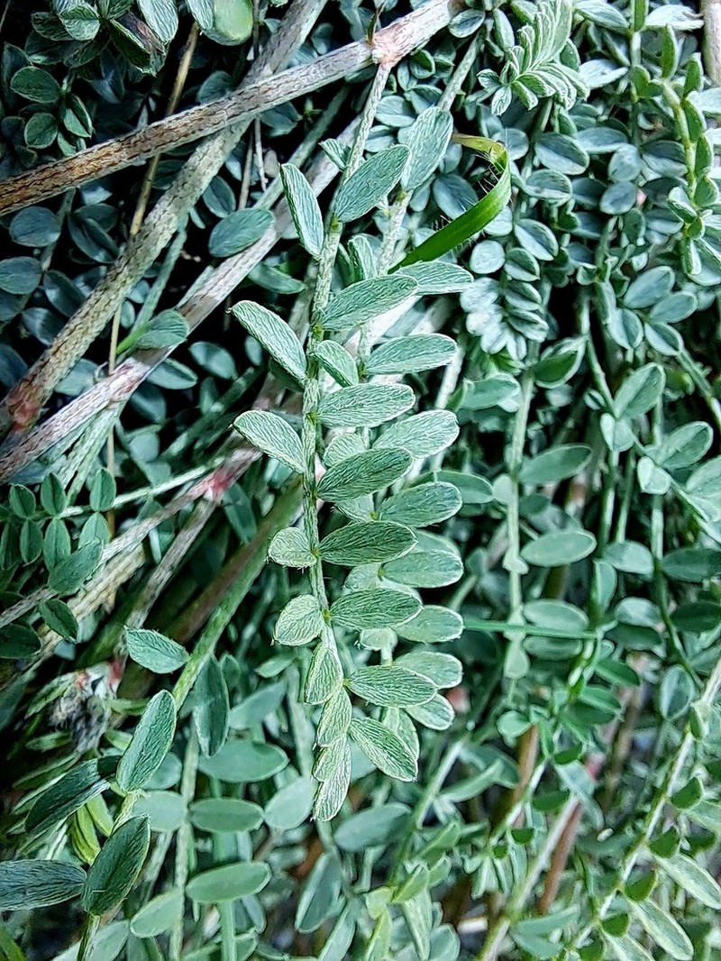 Astragalus xerophilus photo 5