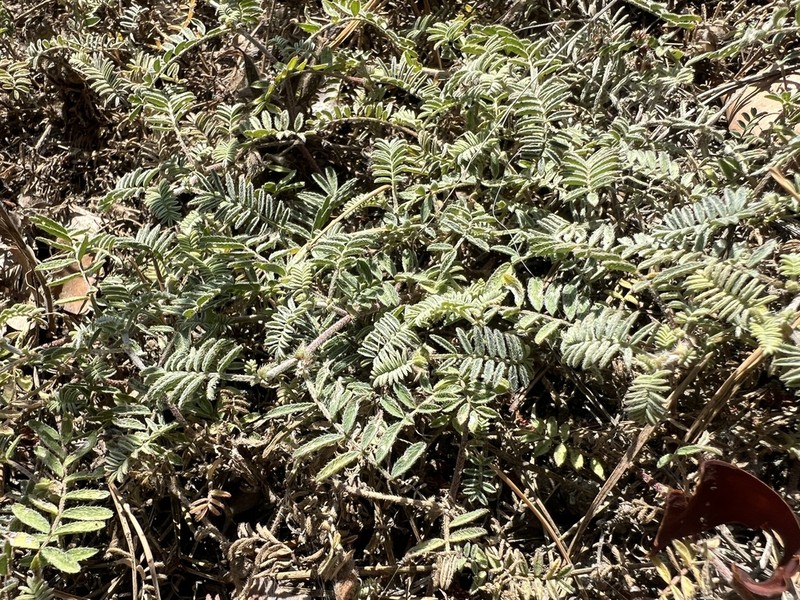 Astragalus xerophilus photo 6