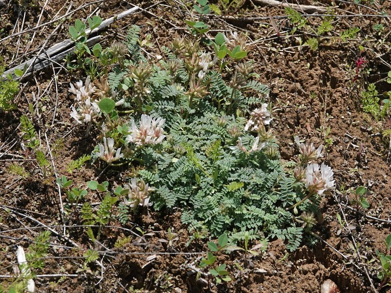Astragalus xerophilus photo 7
