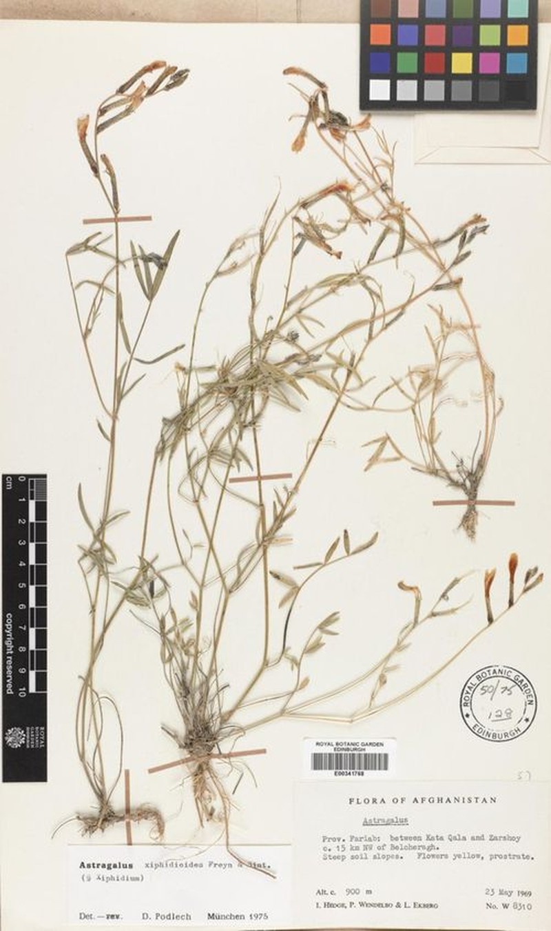 Astragalus xiphidioides