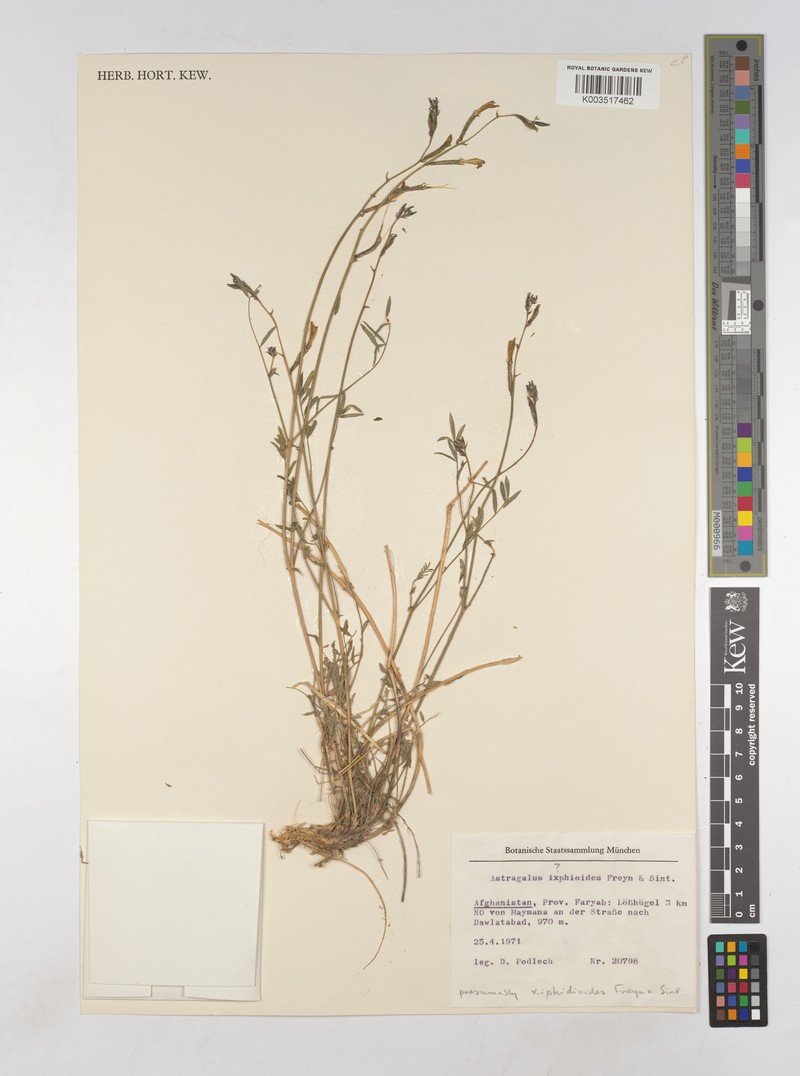 Astragalus xiphidiopsis