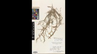 Astragalus xiphidium