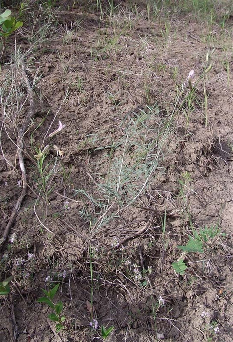 Astragalus xiphidium photo 2