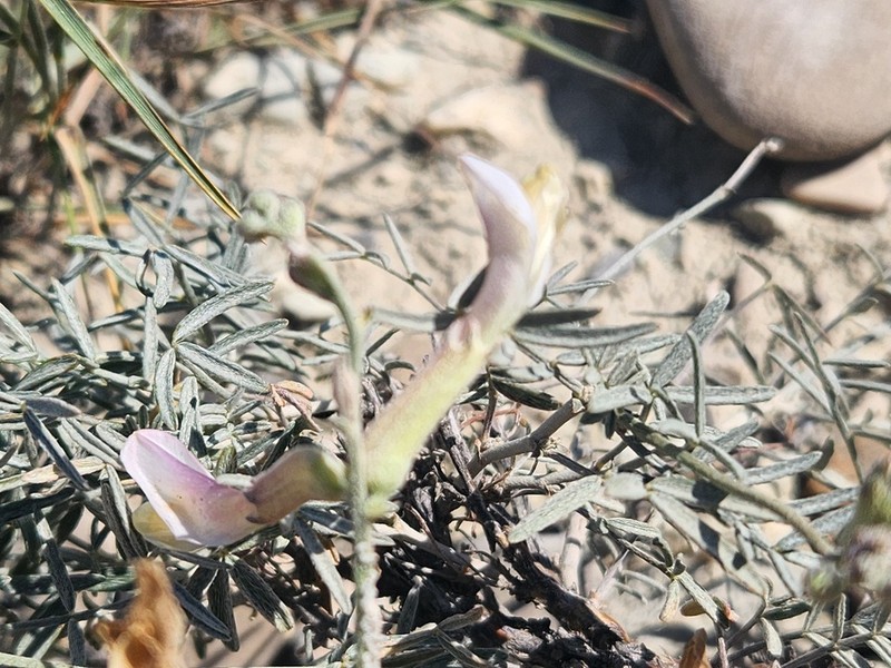 Astragalus xiphidium photo 3