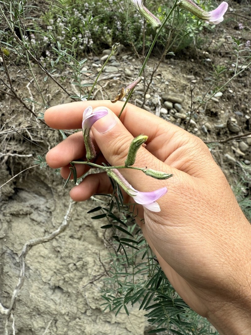 Astragalus xiphidium photo 4