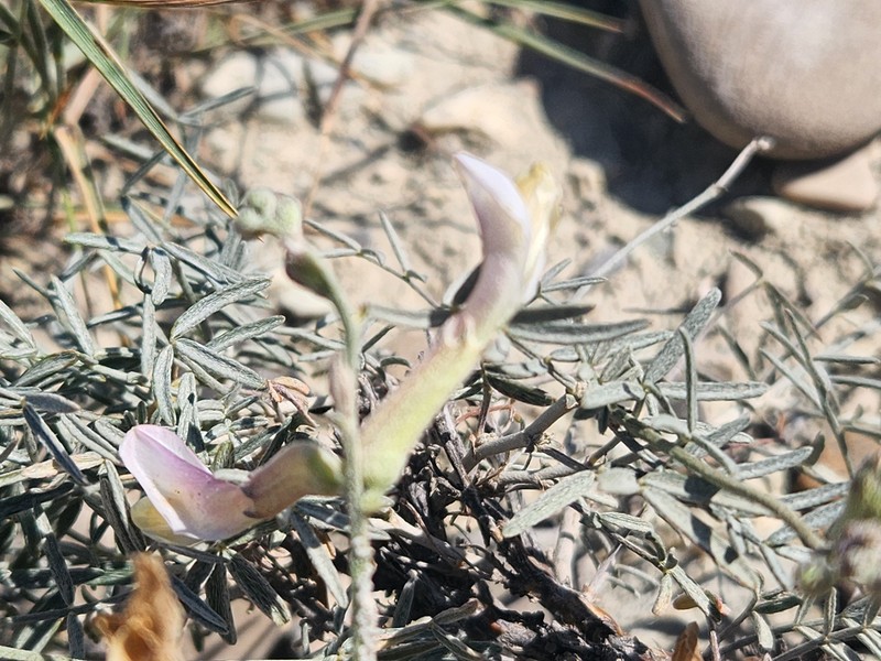 Astragalus xiphidium photo 5