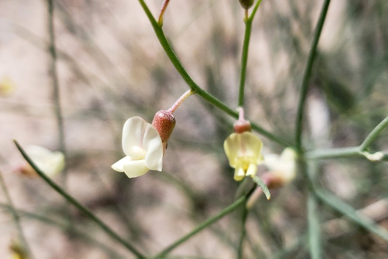 Gladiator Milkvetch photo 2