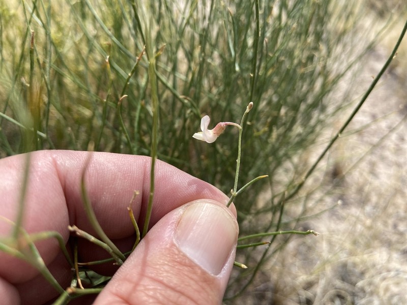 Gladiator Milkvetch photo 3