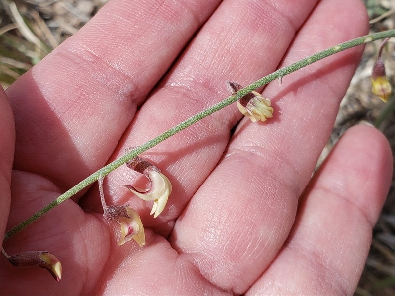 Gladiator Milkvetch photo 4