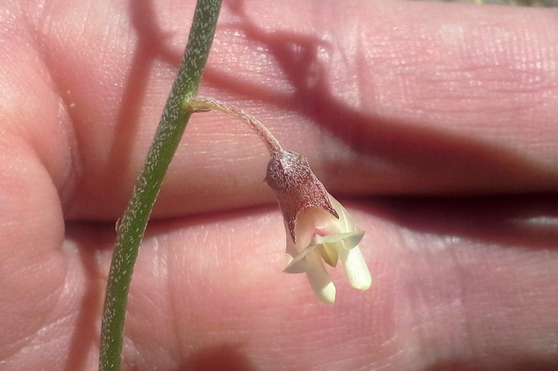 Gladiator Milkvetch photo 5