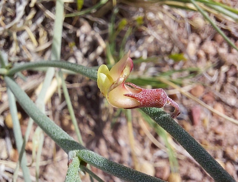 Gladiator Milkvetch photo 6