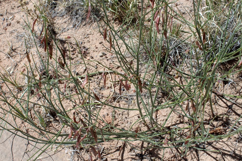 Gladiator Milkvetch photo 7