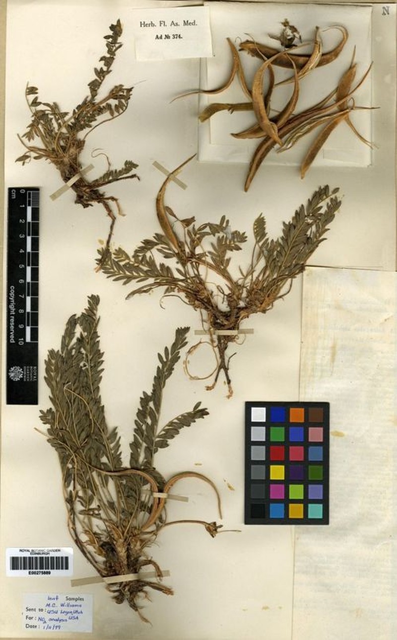Astragalus xipholobus