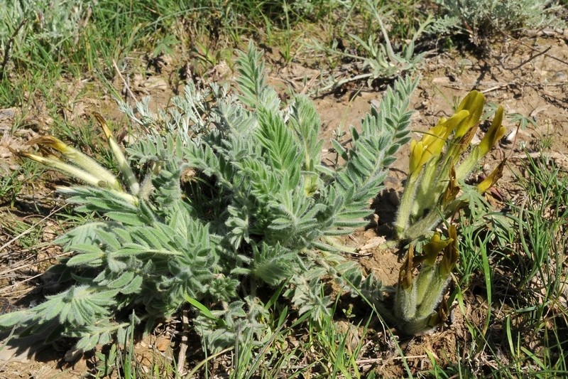 Astragalus xipholobus photo 2