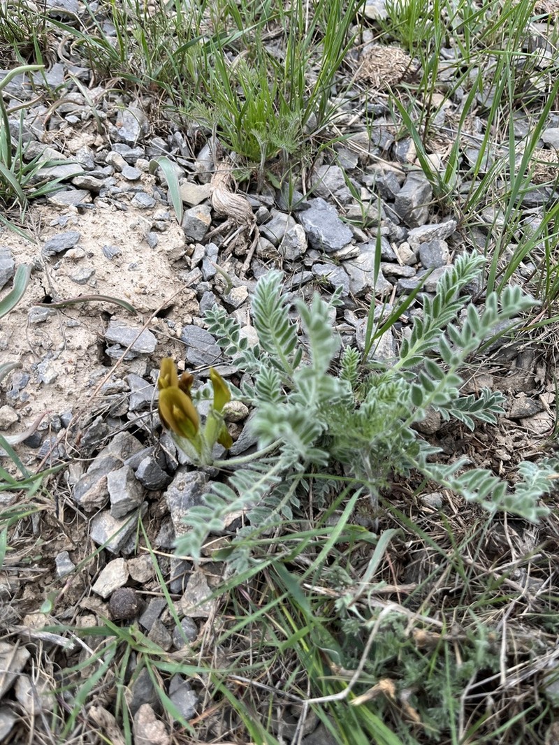 Astragalus xipholobus photo 3